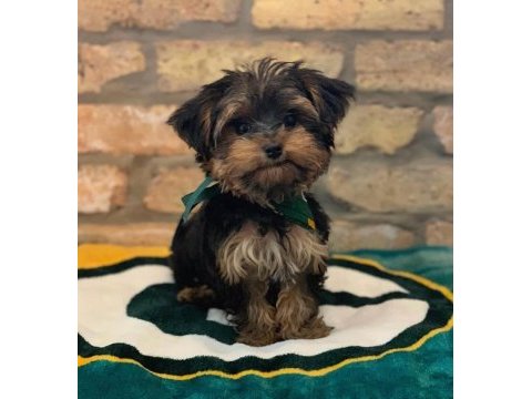 Yorkshire terrier yavrularımız