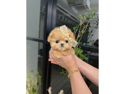 Baldan tatli maltipoo bebeklerimiz