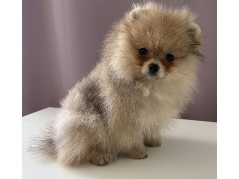 Pomeranian boo köpeklerimiz