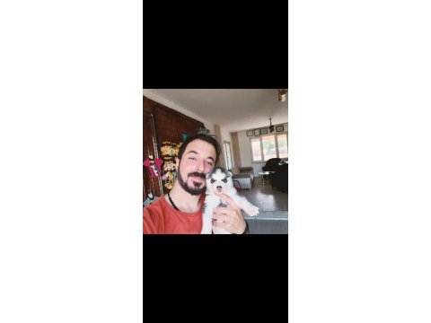 Yakışıklı husky sibirya kurdu yavrularımız