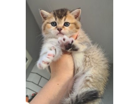 British shorthair kedilerim