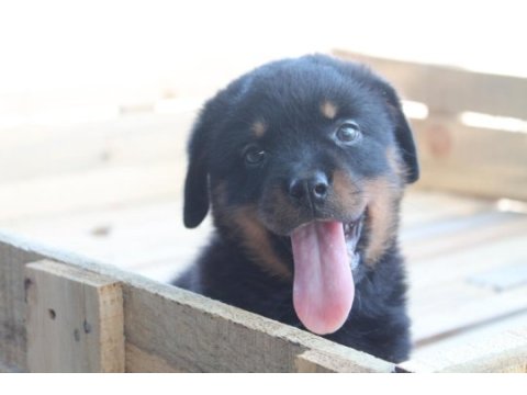 Rottweiler yavruları yeni ailelerini bekliyor!