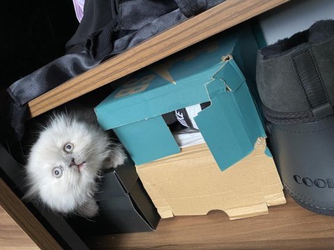 Nadir bulunan renk scottish fold
