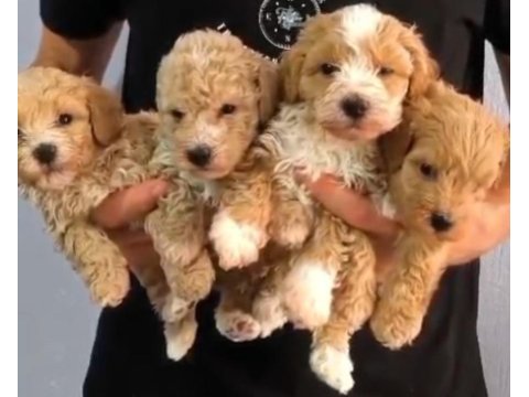 En tatli maltipoo bebekler