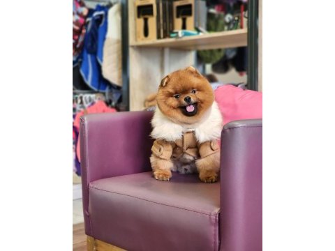 Pomeranian türkiyenin en iyisi yetişkin hemde!