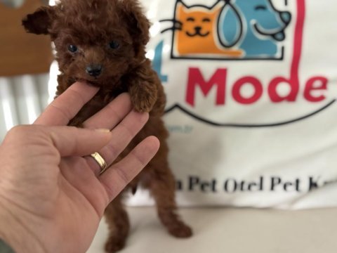 Petmode köpek çiftliğinden tea cup poodle yavrular
