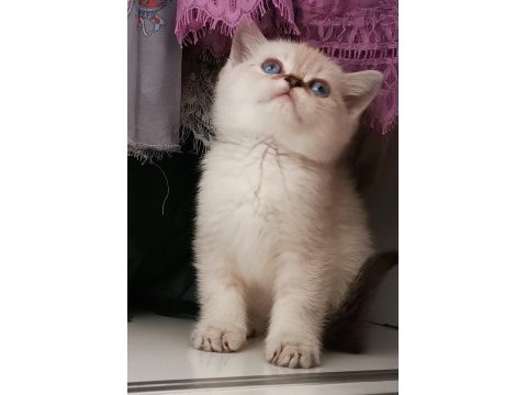 Top kafa kedimiz kalite yavru hazır