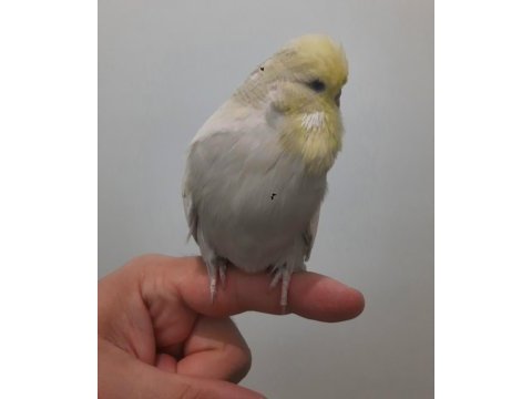 Show jumbo muhabbet kuşu erkek