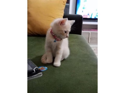 2 aylık british kedi kuru mama yiyor tuvalet eğitimi var