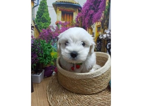 A kalite maltese terrier yavrular