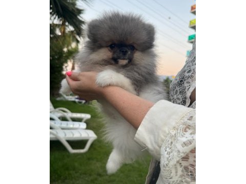 Pomeranian boo erkek tea cup