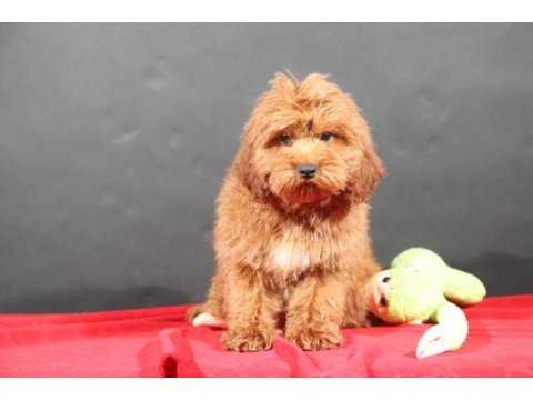 14 şubat doğumlu maltipoo oğlumuz