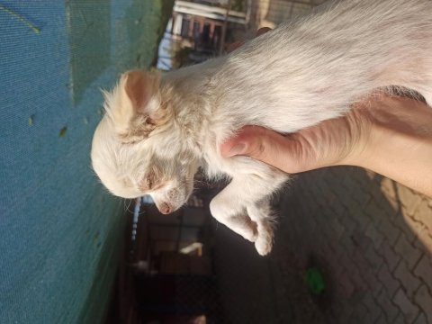 Şivava (chihuahua) teacup