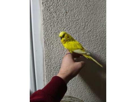 Acil konuşan muhabbet kuşu şov jumbo