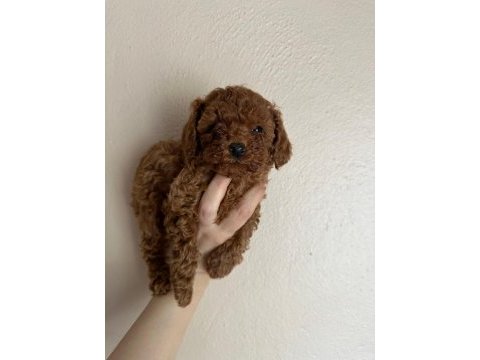 Red brown teddy poodle