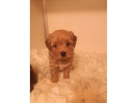 A kalite maltipoo yavrularımız