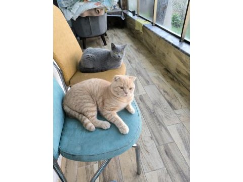 Saf ırk scottish fold