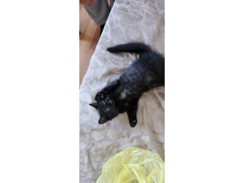 Minik british shorthair bebek ailesini arıyor