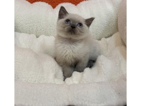 British blue point ve british blue yavrular