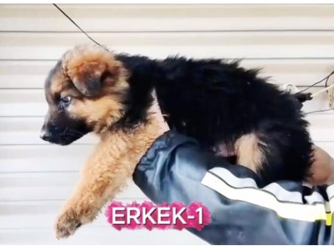 Safkan teslime hazır alman kurdu