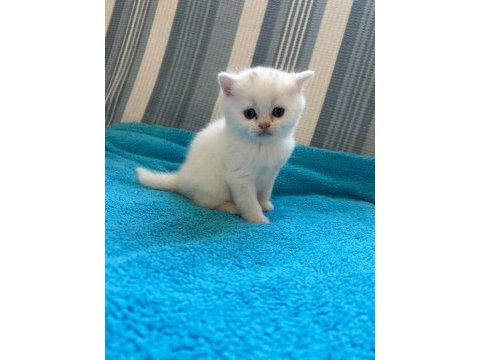 British shorthair erkek yavru çok akıllı