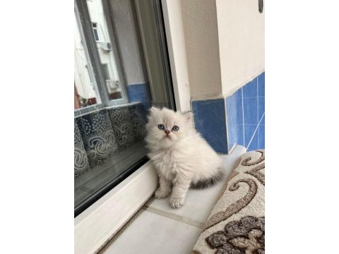 Ev ortamında yetiştirilmiş safkan british bebekler