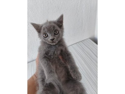 Mardin british shorthair ve scottish fold