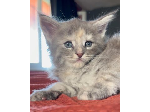 Safkan maine coon - ekstra iri yavrular
