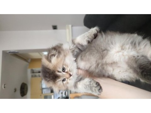 Minik ayıcık kedimiz