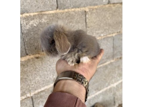 Hollanda blue teddy lop tavşanı