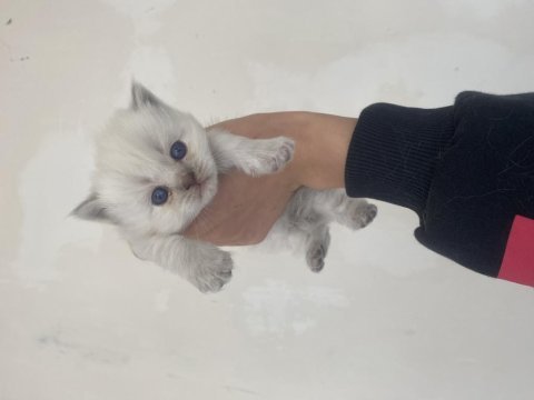 Ayı kafa scottish fold yavrular