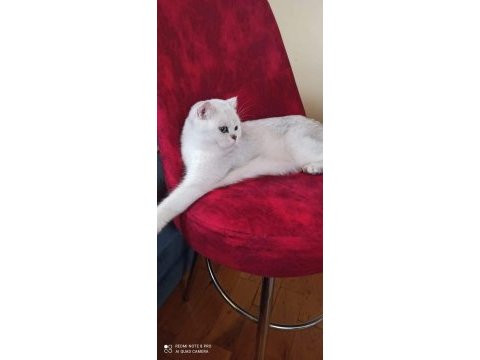 Safkan şecereli british shorthair