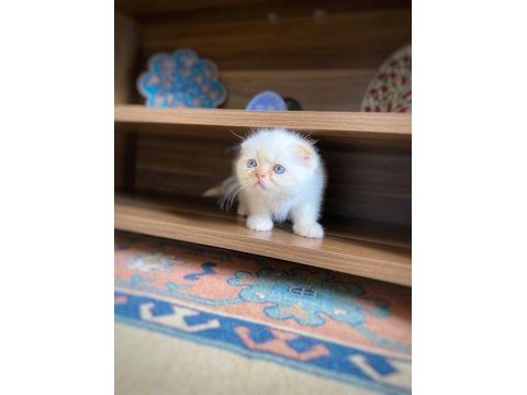 A kalite scottish fold erkek