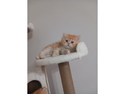 Golden british longhair 55 günlük