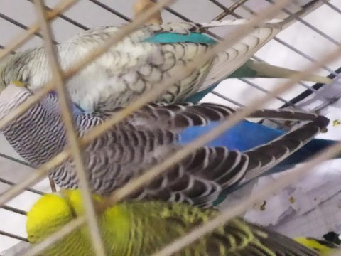 Rengarenk muhabbet kuşlar
