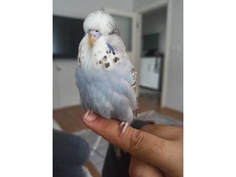 Yeni yeme düşmüş muhabbet kuşu
