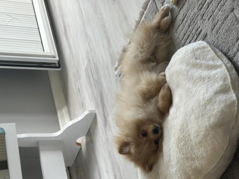 Pomeranian köpeğimiz boykamıza güzel bir yuva