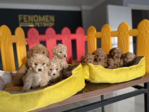 Renk renk gerçek maltipo yavrular ankara mağazamızda 