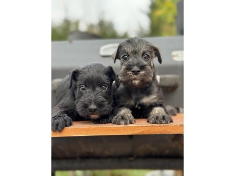 Fcı pedigreeli miniature schnauzer yavruları