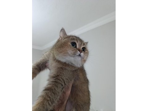4 yaşında british shorthair dişi