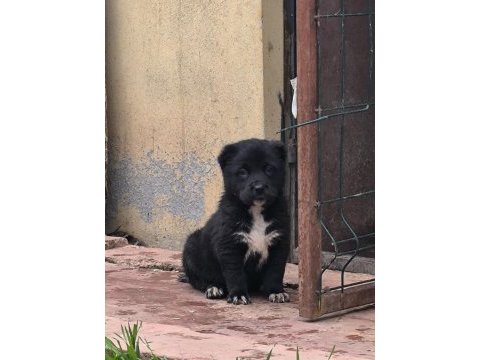 Muhteşem renk alabai cao yavruları