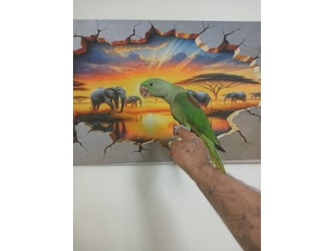 Alexander papağanı full evcil erkek