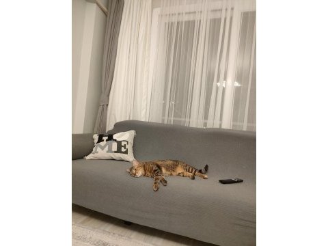 Sultan tekir 2.5 yaşında kısır