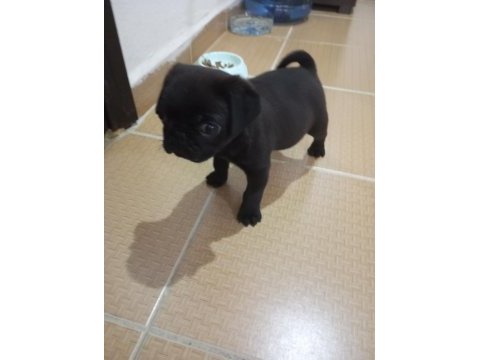 Eğlenceli bebek pug