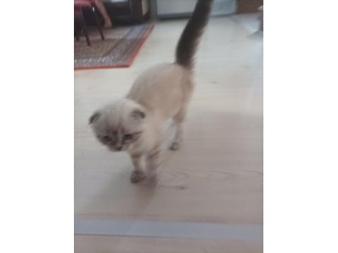 Scottish fold sıfır kulak arayan pişman olmaz uygun