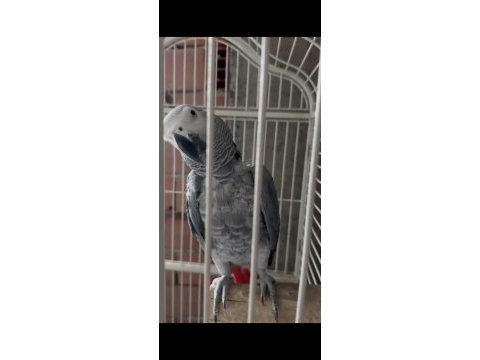Konuşan jako papağanı