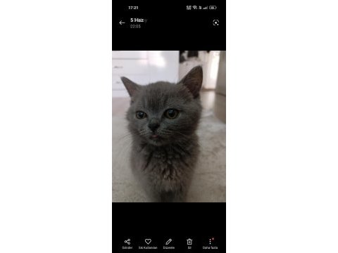 British shorthair 3 aylık yavru