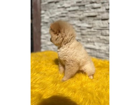 Antalya pomeranian boo