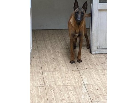 Köpekler çok acil sahiplendirilmesi gerekiyor