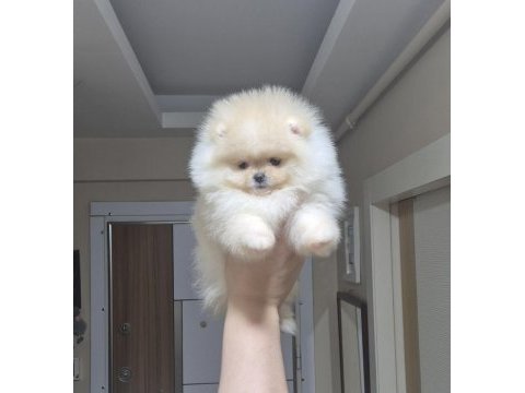 Üst kalite teacup pomeranian orijinal ırk minik prenses